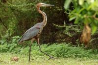 Ardea goliath