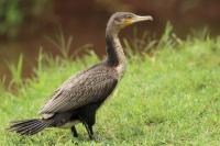 Phalacrocorax lucidus