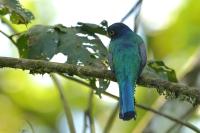 Trogon caligatus