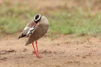 Vanellus coronatus