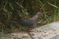 Columba torringtoniae