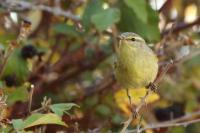 Phylloscopus ibericus