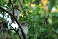 Glaucidium radiatum