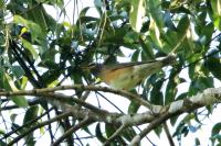 Turdus obscurus