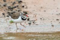 Charadrius tricollaris