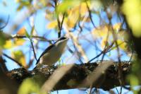 Pteruthius flaviscapis