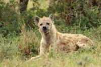 Spotted hyena