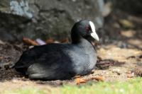 Fulica atra australis