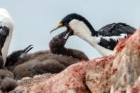 Phalacrocorax bransfieldensis