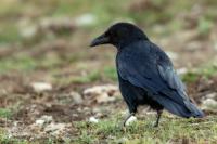 Corvus corone