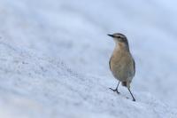 Anthus spinoletta