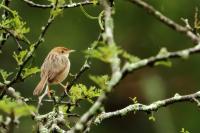 Cisticola chiniana