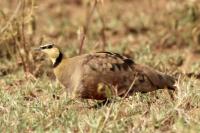 Pterocles gutturalis