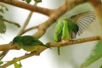 Dacnis cayana