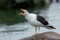 Larus dominicanus