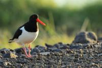 Haematopus ostralegus