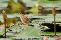 Jacana spinosa