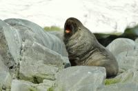 Antarctic fur seal