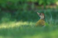 Picus viridis