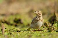 Emberiza calandra