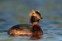 Podiceps auritus