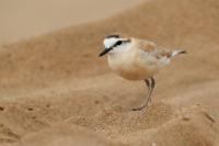 Charadrius marginatus