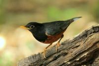 Turdus dissimilis