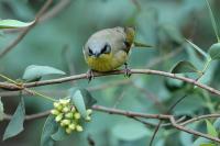 Eopsaltria australis