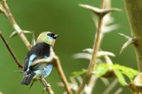 Tangara larvata