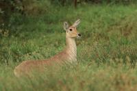 Bohor reedbuck