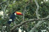 Ramphastos toco