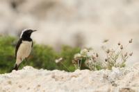 Cyprus FAUNA