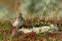 Anthus pratensis