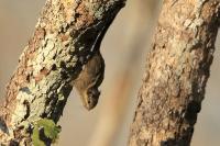 Siberian Chipmunk