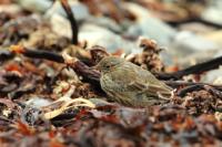 Anthus petrosus