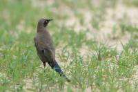 Lamprotornis unicolor