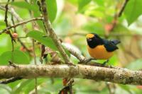 Euphonia minuta