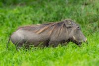 Common warthog