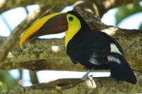 Ramphastos swainsonii