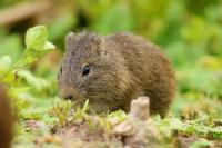 Brazilian guinea pig