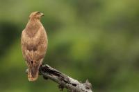 Buteo buteo vulpinus 