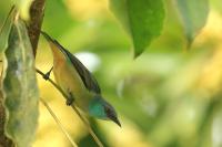 Dacnis venusta