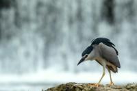 Nycticorax nycticorax