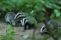 European badger