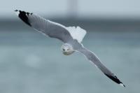 Larus canus