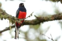 Trogon surrucura