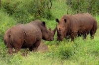 White rhinoceros