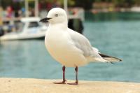 Larus bulleri 