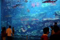 Dubai aquarium