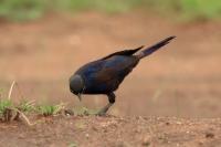 Lamprotornis purpuroptera